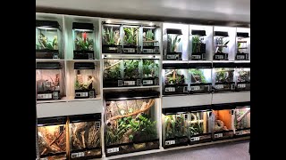 Tour of the animal room at Phelsuma Farm [upl. by Leinehtan]