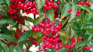 How to grow Ardisia crenataChristmas berry plant [upl. by Dunaville]