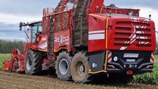 Rübenroder GRIMME  REXOR  6300  Rübenernte [upl. by Verene]