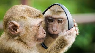 FUNNY Monkey  All Breads  Beautiful Animals  WORLD [upl. by Smaoht]