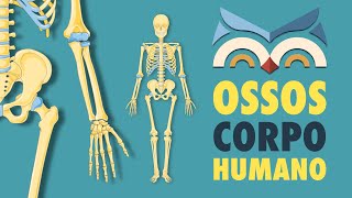 Ossos do Corpo Humano  Toda Matéria [upl. by Adnyc497]