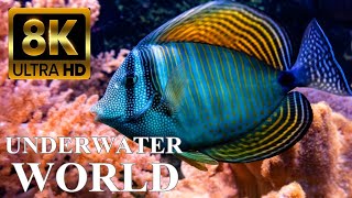 Underwater World 8K ULTRA HD – Marine Life Sea Animals and Coral Reef [upl. by Moitoso294]