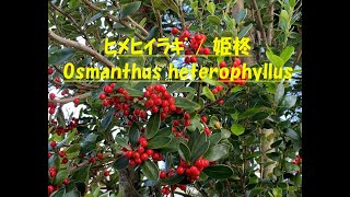 ヒメヒイラギ  姫柊  Osmanthus heterophyllus [upl. by Nahtnaoj]