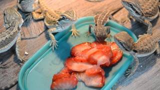 Young bearded dragons eating strawberry [upl. by Assirt]