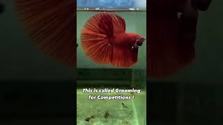 Betta Grooming SECRETS For Winning Competitions [upl. by Lumbye436]