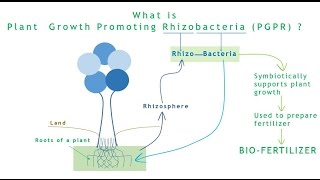 Mechanics of plant growth promoting rhizobacteria PGPR A review Video abstract [upl. by Bevon686]