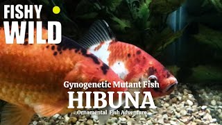 The Legendary Hibuna  Common Goldfish Evolution History [upl. by Faline]