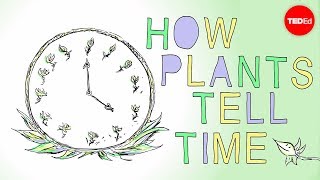 How plants tell time  Dasha Savage [upl. by Crosse]