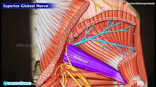 Superior Gluteal Nerve Anatomy Animation [upl. by Aryan]