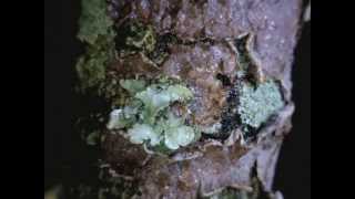 Lichens responding to water  Timelapse Video [upl. by Glynnis]