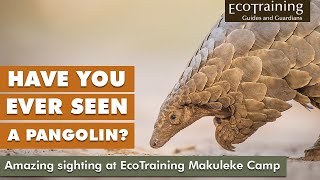 Reallife Sighting  a Pangolin in Makuleke [upl. by Aninad]