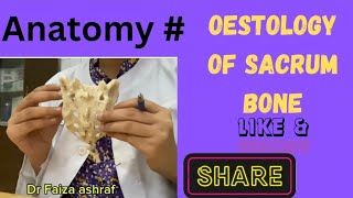 sacrum anatomy  anatomy of sacrum bone  sacrum features and attachments Anatomywithdrfaiza [upl. by Milas]