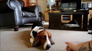 Quick Tricks  Basset Hound [upl. by Athalee]