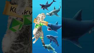 live event hungrysharkevolution [upl. by Sophy200]