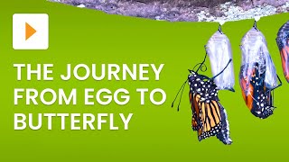 The Life Cycle of a Butterfly  Science for Kids [upl. by Narad474]