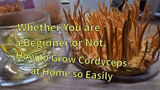 The easiest way to grow Cordyceps militaris at Home [upl. by Trudie]