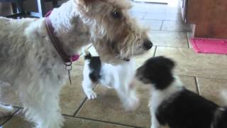 5 week old wire fox terrier puppies playing [upl. by Kowal906]