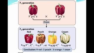 AGRI 305  Part C  Multiple Alleles determining Phenotype [upl. by Callie]