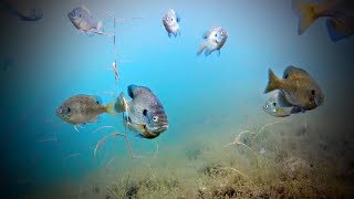 Deepwater Bluegills  Lindners Fishing Edge 2016 S5 [upl. by Sulohcin]