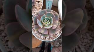 Echeveria lola succulents echeverias cactus flowers shortvideo shortsviral shorts mexico [upl. by Aelat]