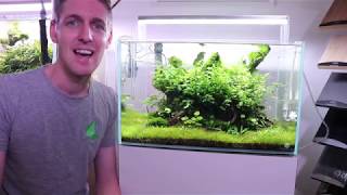 60cm Aquascape  Convex Layout Island at Aquarium Gardens [upl. by Enrol]