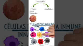 🛡️Inmunidad adapt y innata medicina salud ciencia bioquímica histologia semiologia anatomia [upl. by Ainirtak]