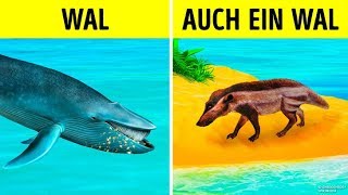 Wie Wale die größten Tiere aller Zeiten geworden sind [upl. by Neirod763]