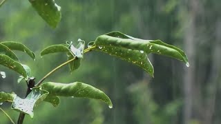 🎶 Piano Tranquilo Música Relaxante com Chuva Suave para Dormir Profundamente 🌧️ [upl. by Gnni]