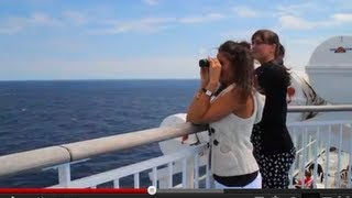 Whale and DolphinWatching on the ferry to Northern Spain [upl. by Nimaj]