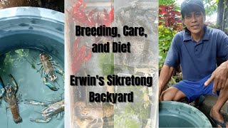 Red Claw Crayfish Breeding Care and Diet  Erwins Sikretong Backyard  ENGLISH SUB [upl. by Chrissy]