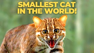 Smallest Cat in the World  Rusty Spotted Cat [upl. by Carl]