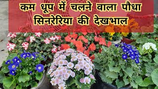 how to grow and care cineraria plantकम धूप में चलनेवाला पौधा है ये [upl. by Airamas]