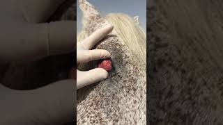 طفيليات الدم في الخيل piroplasmosis [upl. by Trillbee]