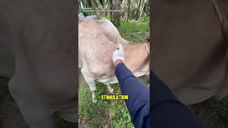 Genius Trick Of Injecting Vitamins In Cows 😮😮😮 [upl. by Ewen373]