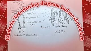 How to draw Cnidaria Veterian key diagram very easily 🤔 [upl. by Yedorb]