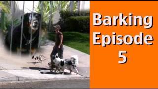 Barking Episode 5 Barking at Dogs Behind Fences [upl. by Miquela]