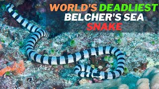 Facts of the Worlds Deadliest Snake Belchers Sea Snake Hydrophis belcheri and Its Venom [upl. by Hintze]