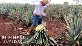 How Patrón Makes Its Tequila [upl. by Johannessen]