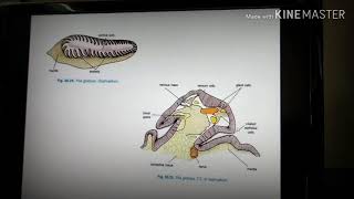 Sense organ of pila [upl. by Greggs]