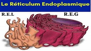 Le Réticulum Endoplasmique [upl. by Akinak]