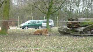 Lions having a fight at knowsley safari park [upl. by Teiv484]