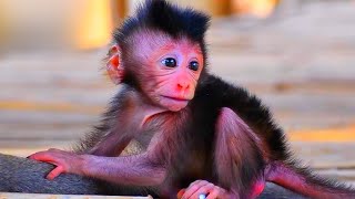 Nature Serenity Relaxing Harmony  Peaceful Baby Monkeys and Bird Songs [upl. by Jareb]