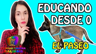 ENSEÑAR a un PERRO a PASEAR con CORREA  Tips y Adiestramiento Canino [upl. by Dovev806]