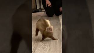 Tsuki elle est complètement aléatoire🤣 furet furets ferret ferrets funnyvideos funnyshorts [upl. by Aihsile555]