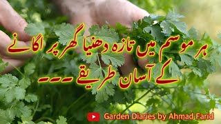 Magical way to grow coriander  How to plant coriander seeds at home  Dhania planting at home [upl. by Ynottirb]