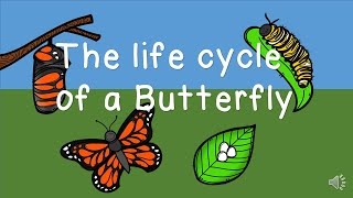 The Life Cycle of a Butterfly [upl. by Nodnelg868]