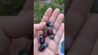 Tasting Podocarpus Berries [upl. by Anerom]