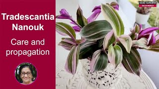 Garden 003 Tradescantia Nanouk Care Guide [upl. by Nosneh711]