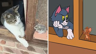 When your cat brings a new friend to your doorstep🙀Funniest Cat Ever [upl. by Abroms]