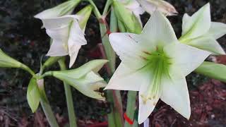 Green Valley Amaryllis Hippeastrum X Hybridum [upl. by Kimura538]